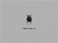 藏品(台灣琉璃豆金龜)的圖片